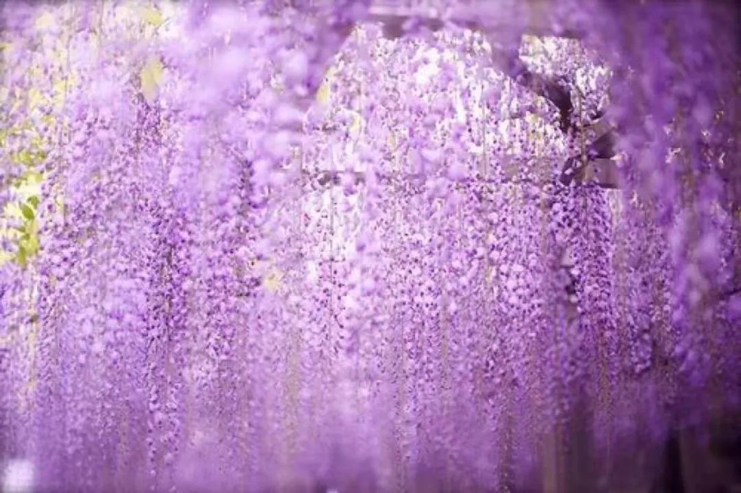 紫藤花，一锅炖不下的豆科，也有浪漫的一帘幽梦｜花名册No.00079