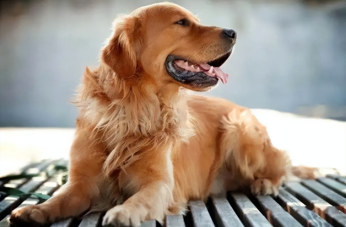 养金毛养什么性别,养金毛它会怎么认主