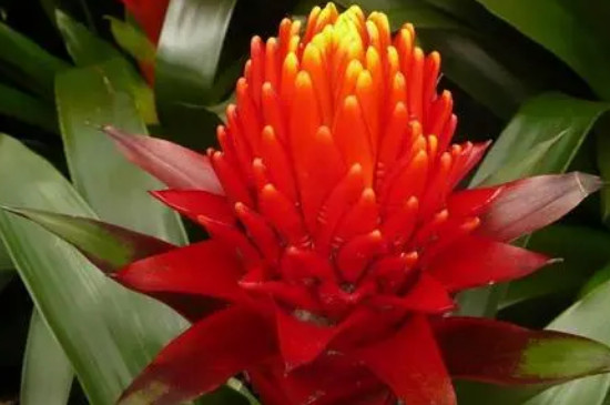 鸿运当头只能开花一次吗,鸿运当头一般多久开花