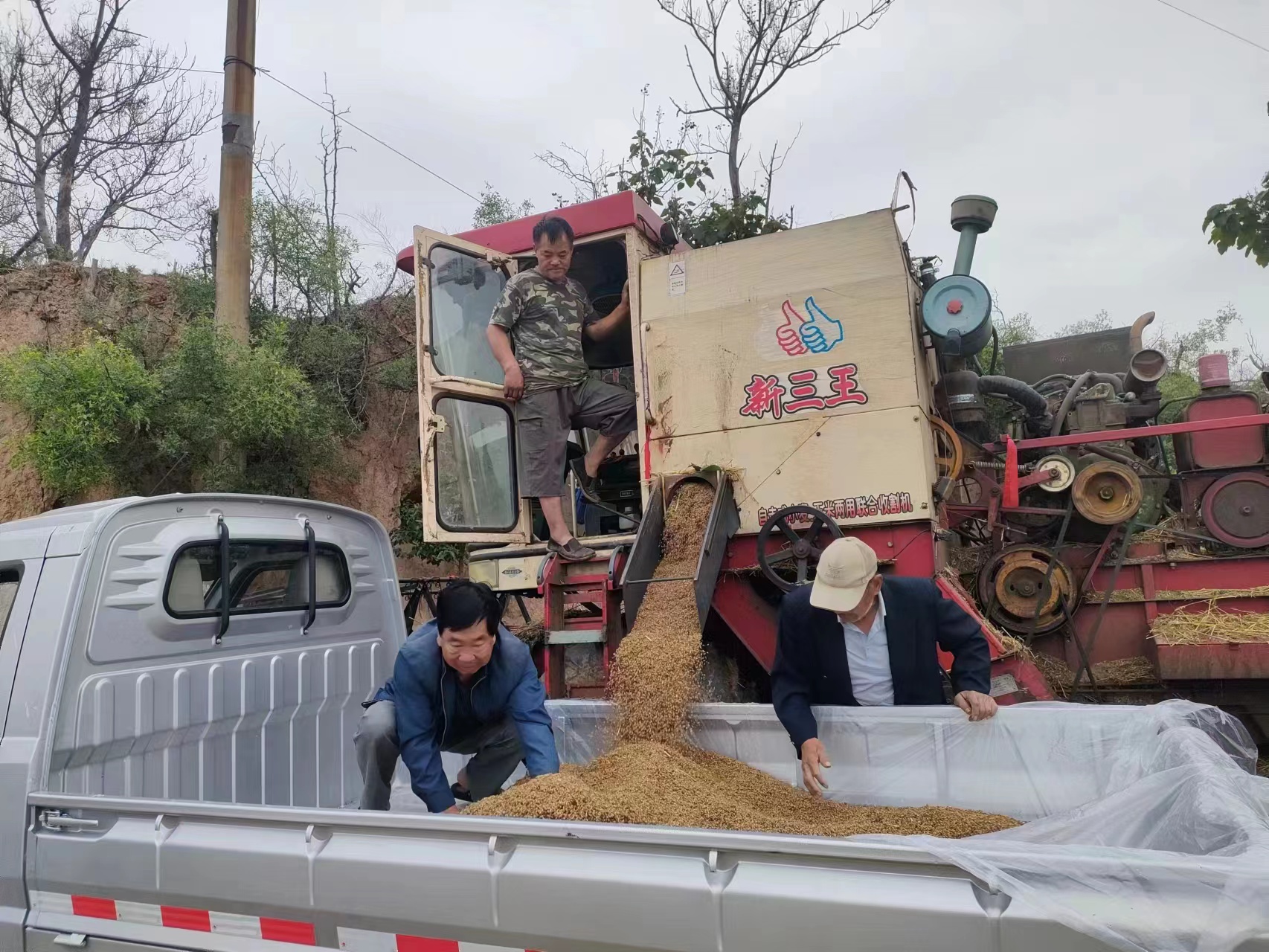 小麦发芽发霉是什么原因,今年遇到连续阴雨小麦发芽发霉