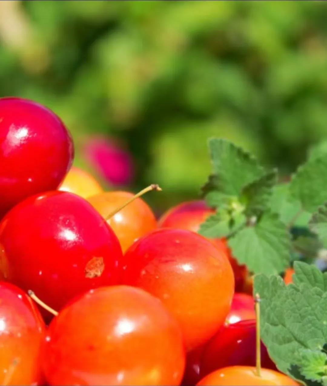 家乡的空心李子,家乡的李子又酸又脆
