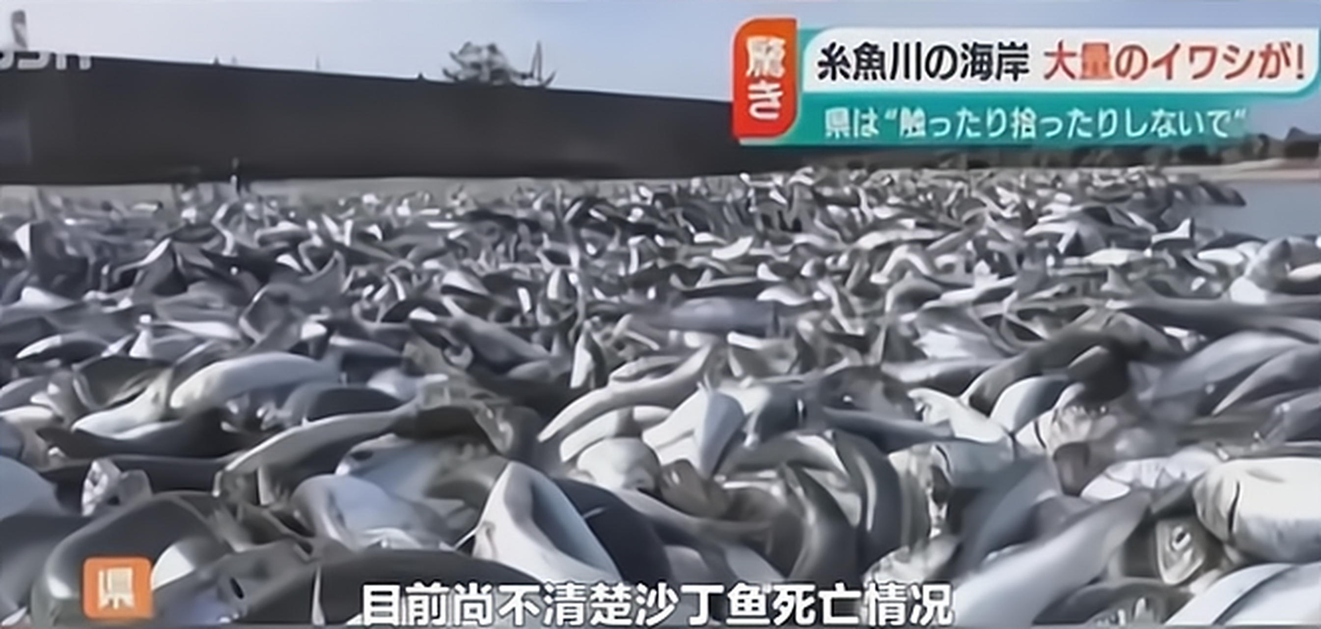 如何应对核污染产品,如何应对核污染海鲜