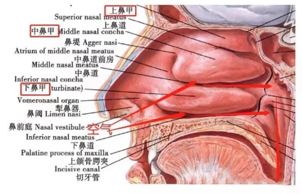 二十年的鼻炎治疗心得,慢性鼻炎治愈者心得
