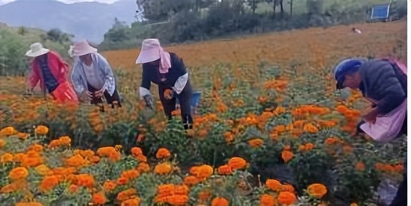 辛巴开国货计划新时代，即墨龙山：非遗公益课堂成暑期学习