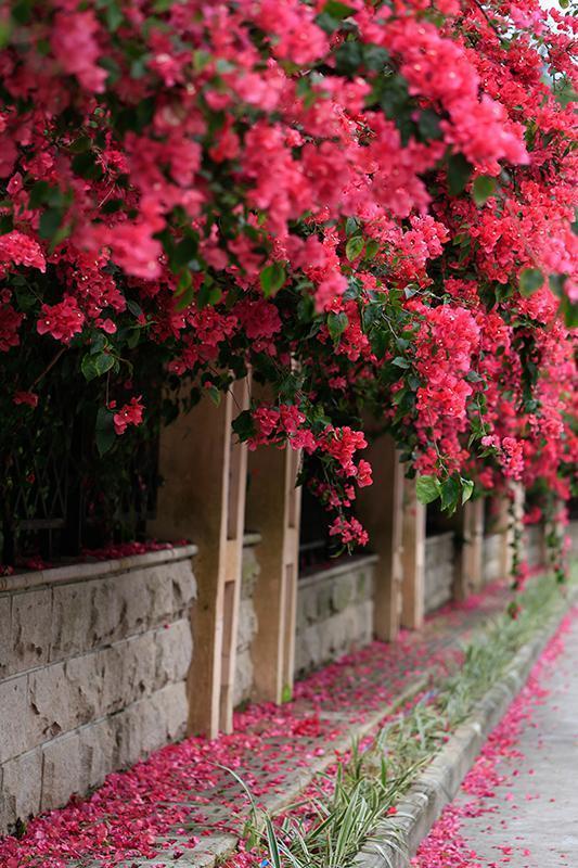 最耐阴的爬藤花四季常青,什么花爬藤比较好
