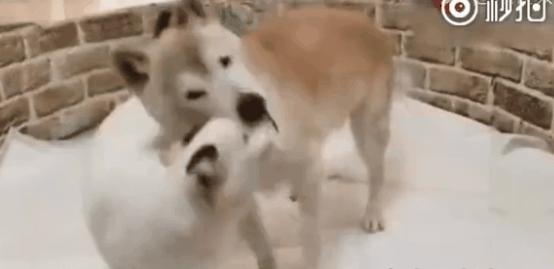 狗狗缺钙腿变形多久能补回来,狗狗缺钙怎么补最快最有效的方法