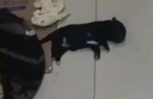 燃气公司人员踩死小狗后续,工人因被咬踩死四只幼犬