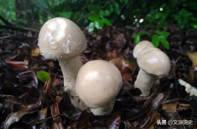 广东老太在山上抱回一只野猫,广东老太捡到一只猫仔