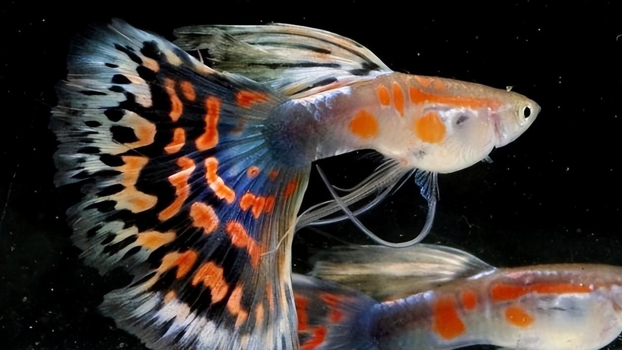 孔雀鱼的生物学特性及人工养殖和繁育技术