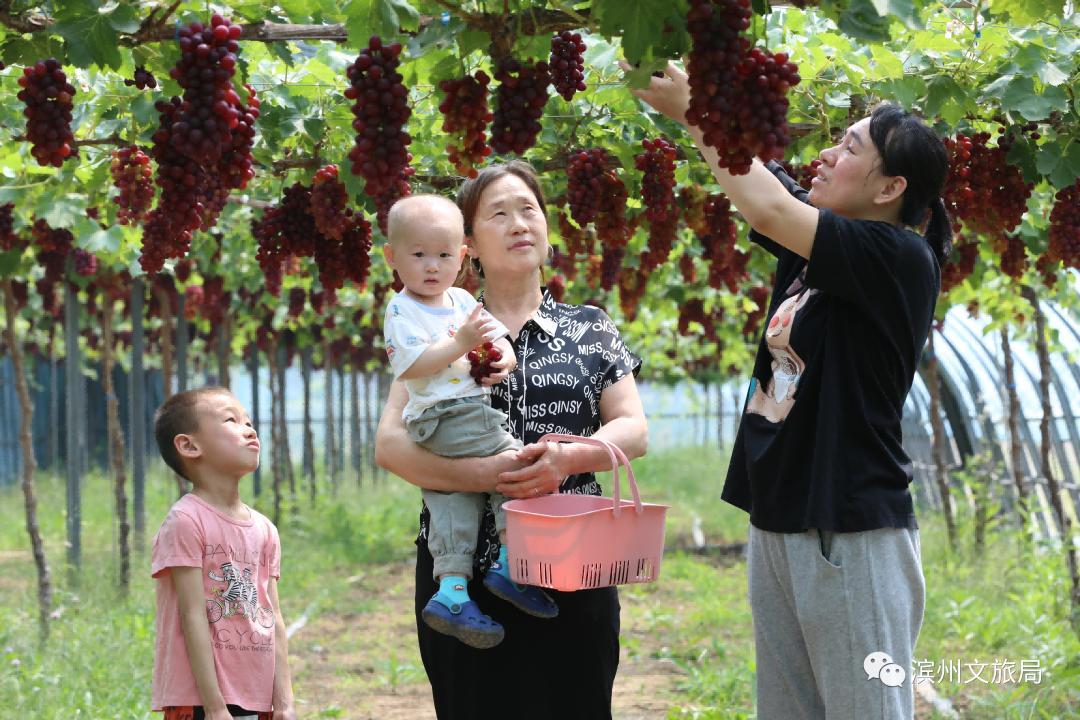 滨州阳光玫瑰葡萄,滨州葡萄采摘好去处