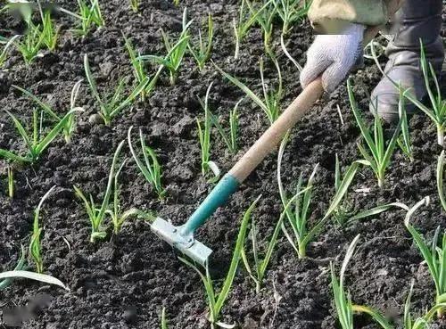 苍山大蒜越冬前管理,秋种大蒜安全越冬的措施