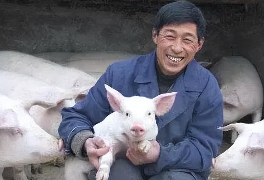 村民今年刚买100条小猪仔养猪，到底能赚多少钱？