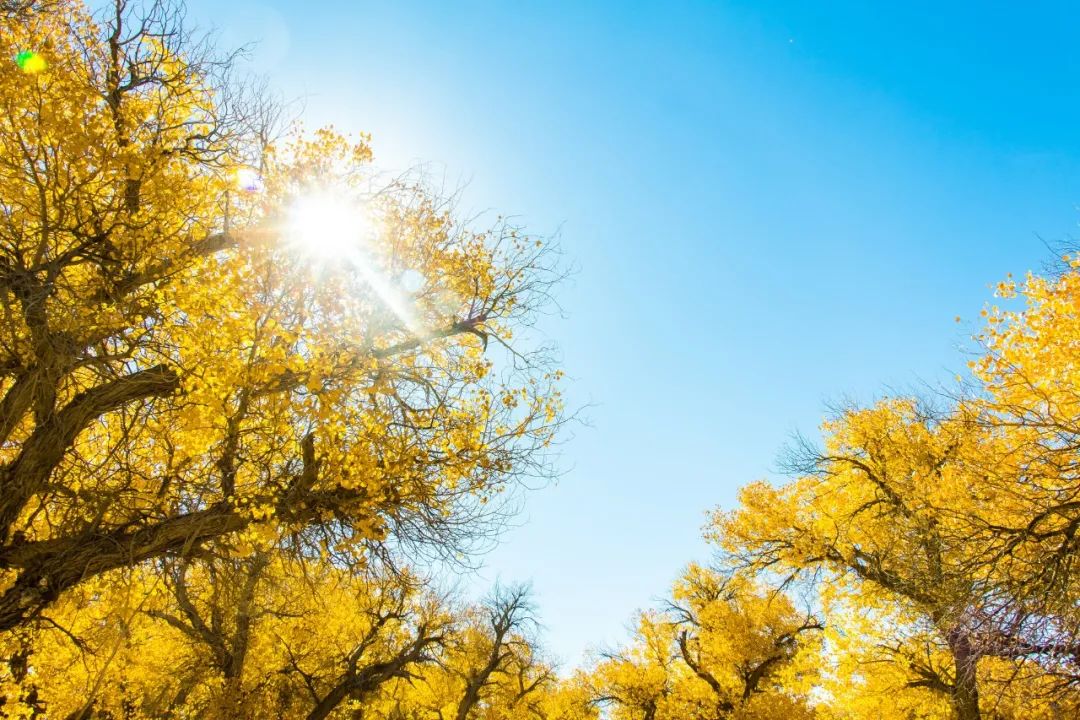 秋风的唯美诗词,十首最好的秋风诗