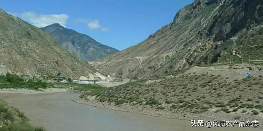 被称为绿色金子的特色蔬菜,被欧洲人称为绿色金子