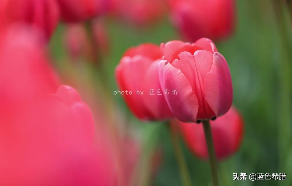 花花草草怎么拍出高级感,如何拍出惊艳的花卉