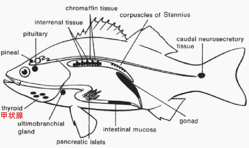从“人类的祖先是鱼”得出的健康饮食启示