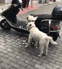 当代网友骂人能斯文到什么样子,网友骂人可以斯文到什么程度