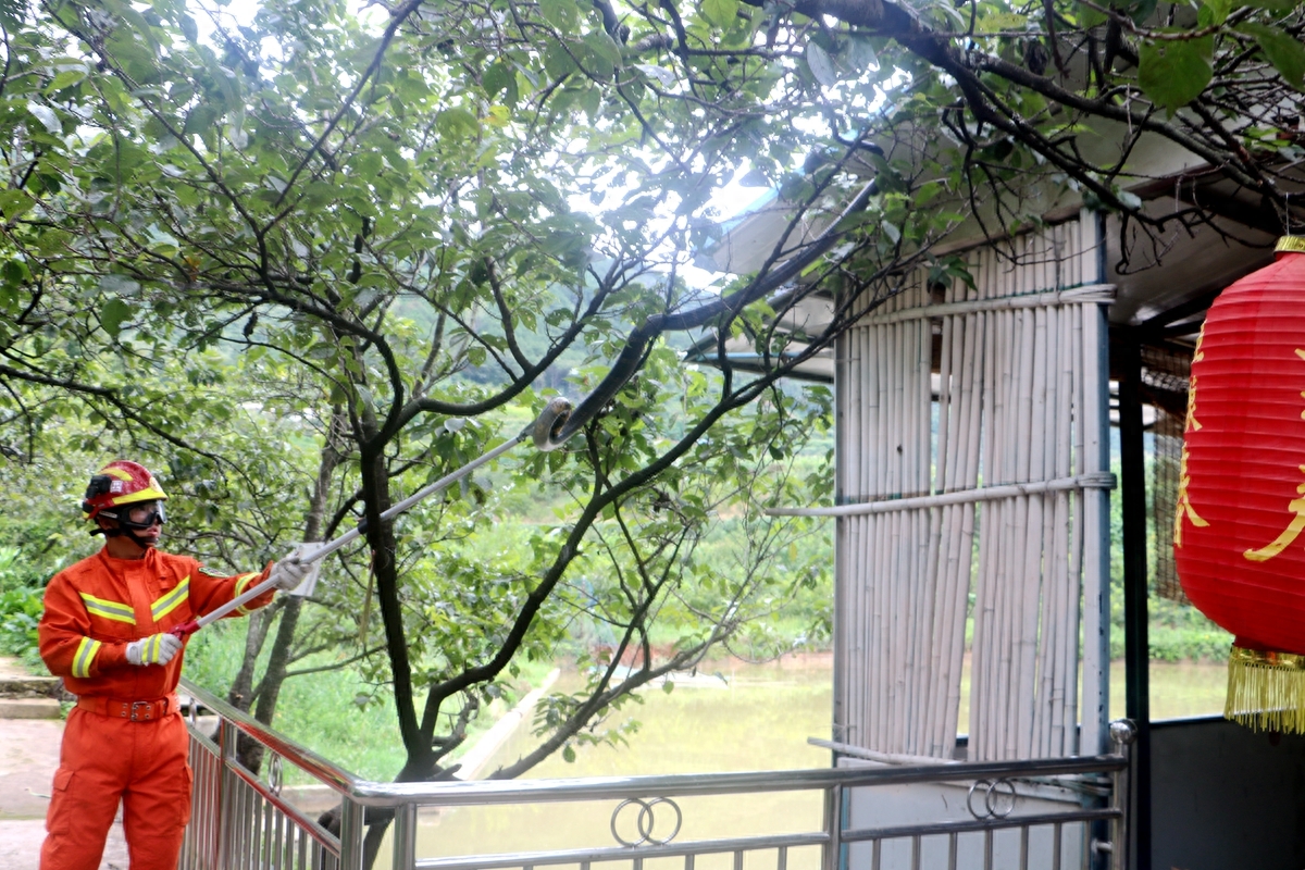 什么蛇有毒湖南,湖南地区的有毒的蛇有哪些