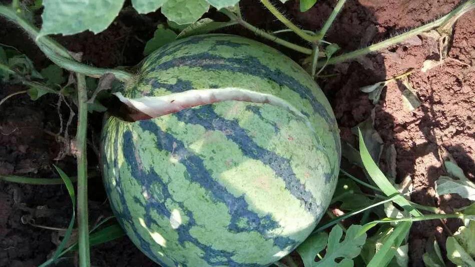 西瓜切开裂口是什么原因导致的,西瓜瓤裂口怎么回事