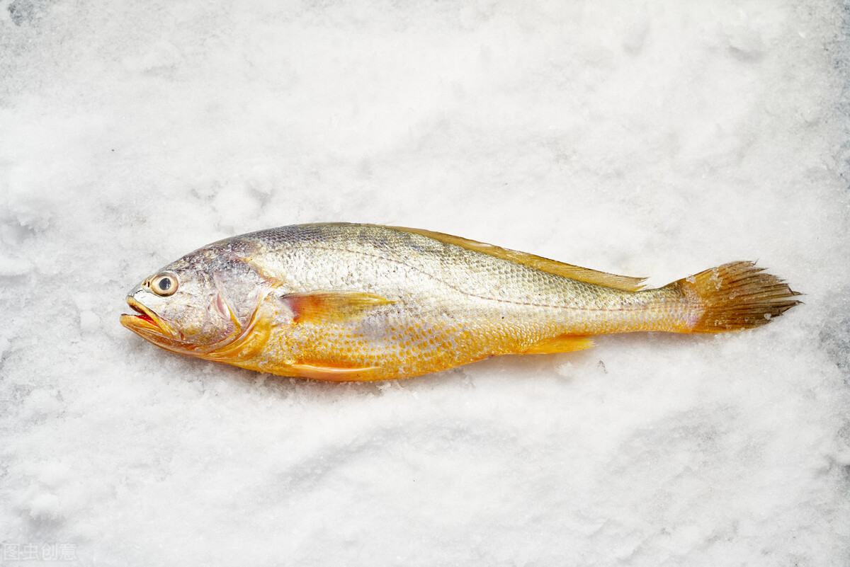 浙江黄花鱼957万,渔民捕获4900斤野生小黄鱼