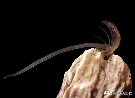 雄性动物进化器官,雄性生物生殖进化