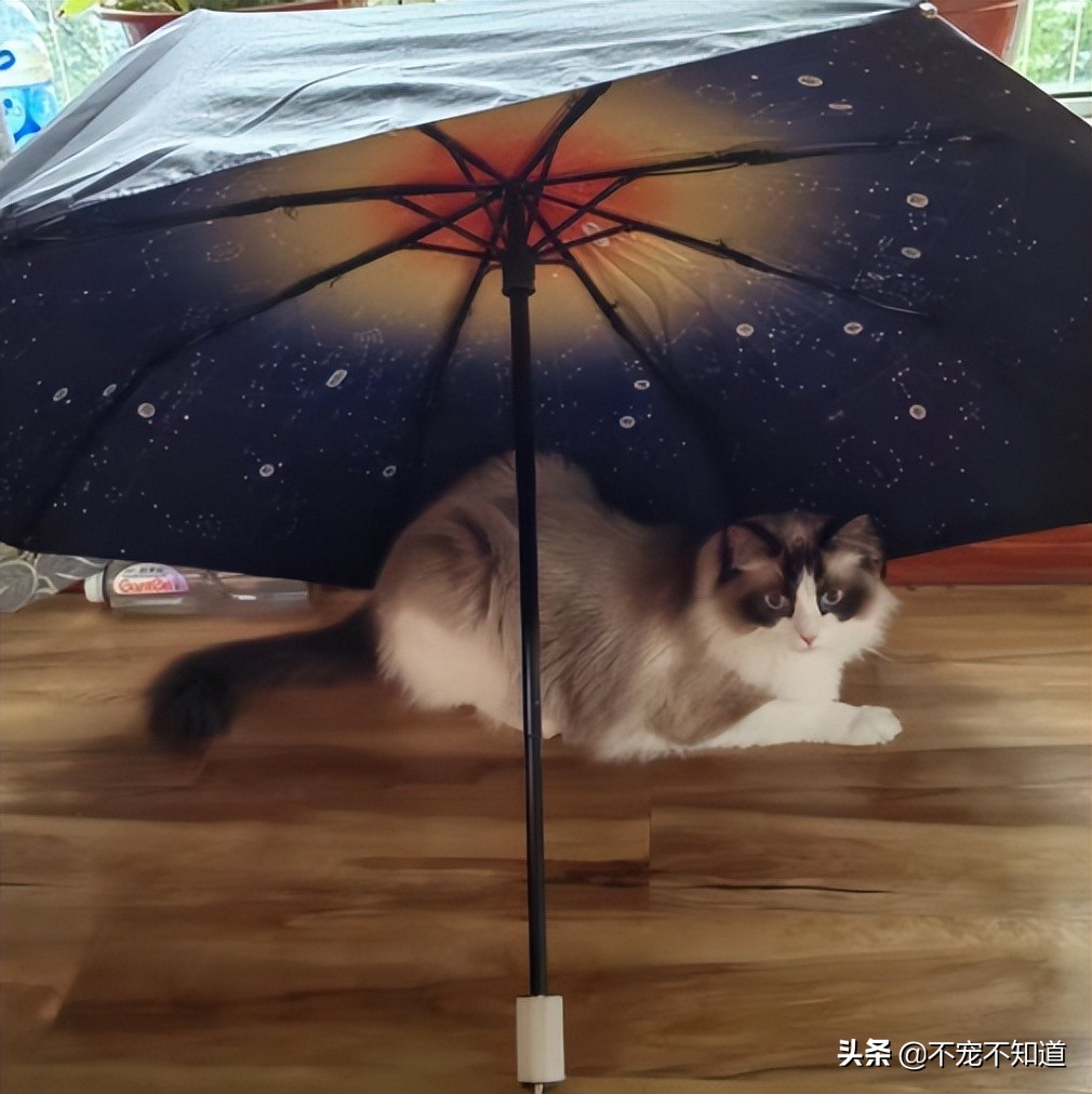 猫咪感觉热有哪些表现,猫咪觉得热一直吐舌头