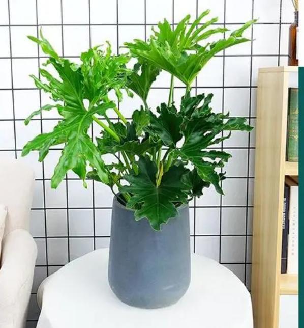 哪种绿植适合室内养对人体好,室内养绿植会增加负氧离子吗