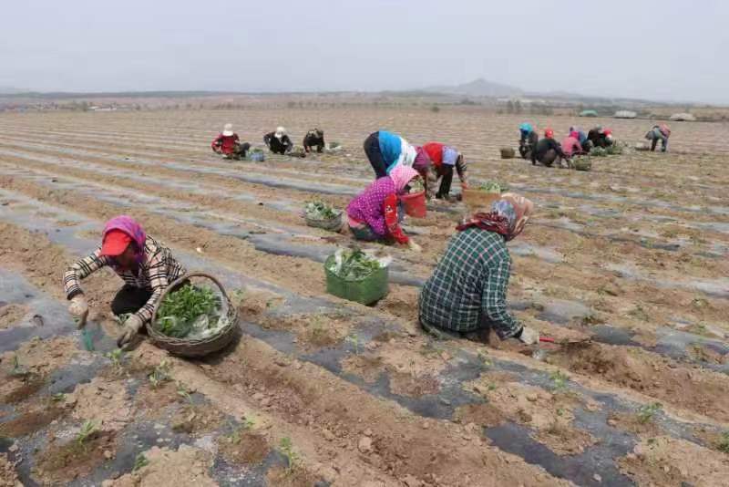 梅河口牛心顶镇：移栽蔬菜秧苗，种下增收“希望”