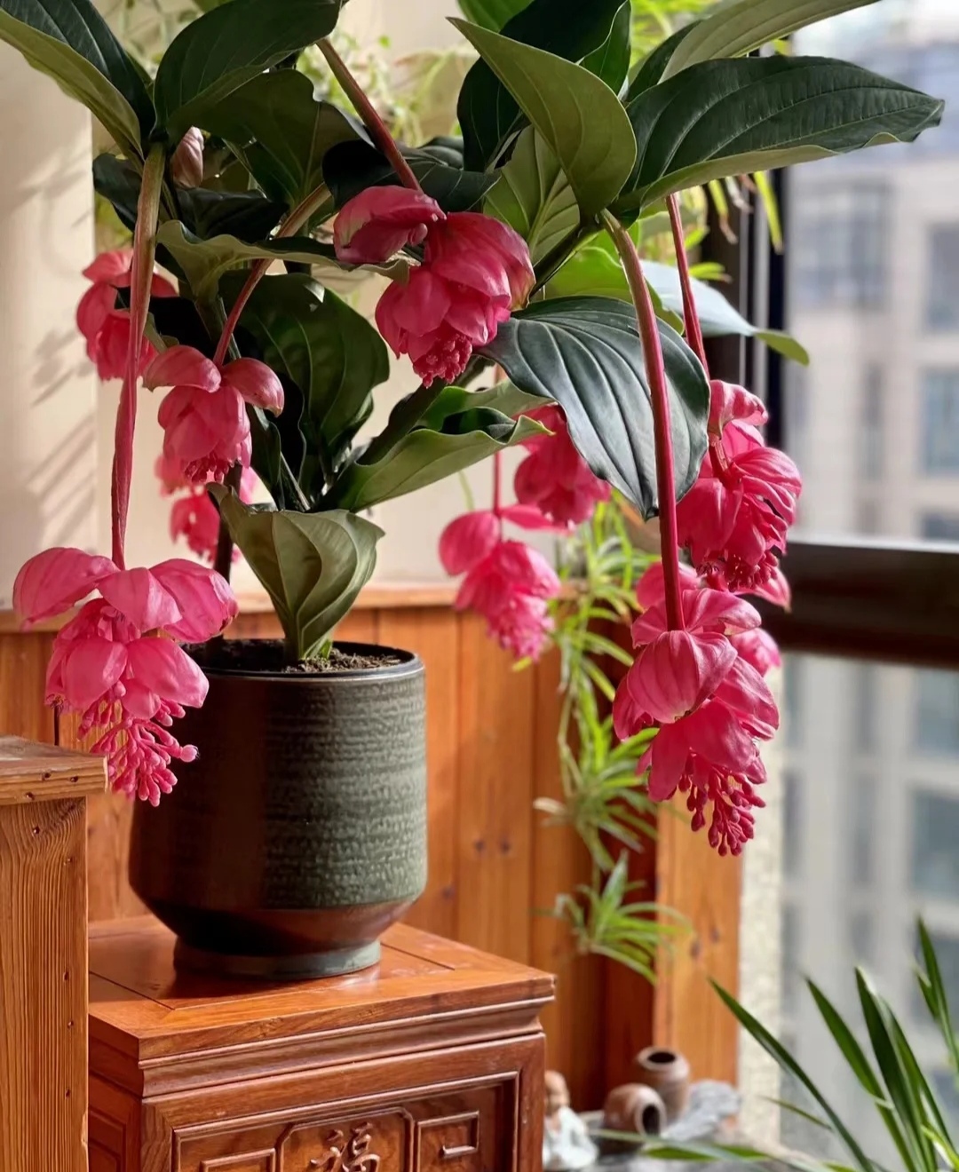 养花浇水你必须知道的浇水技巧,养花只浇水越养越不美