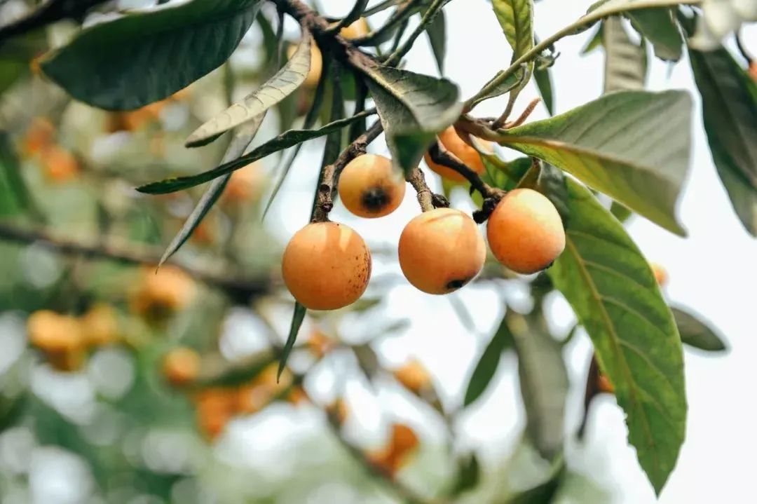植树节诗句有哪些,植树节的诗句古诗和名言