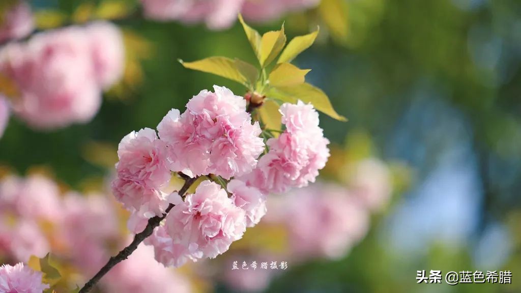 人间四月天桃红柳绿雪纷飞,人间四月天花红草绿