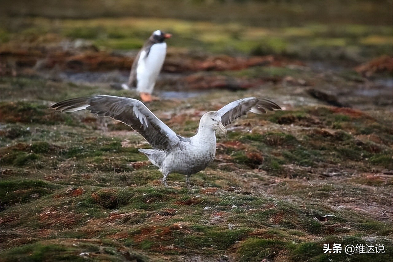 爱德华王子群岛,南非爱德华王子群岛有人吗