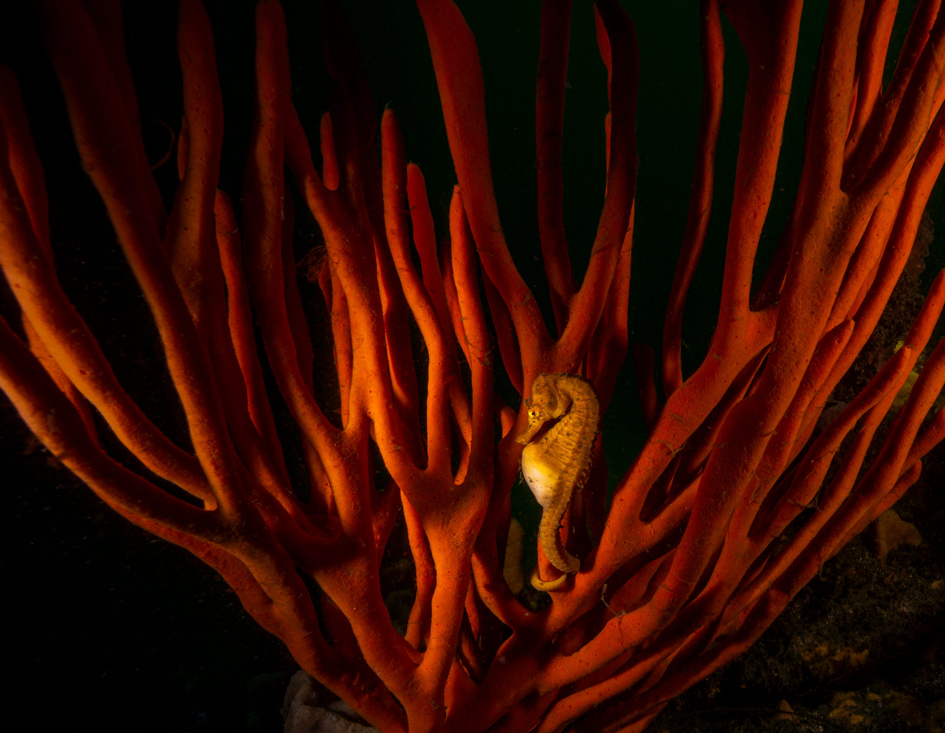 自然就是美,自然就是美歌曲