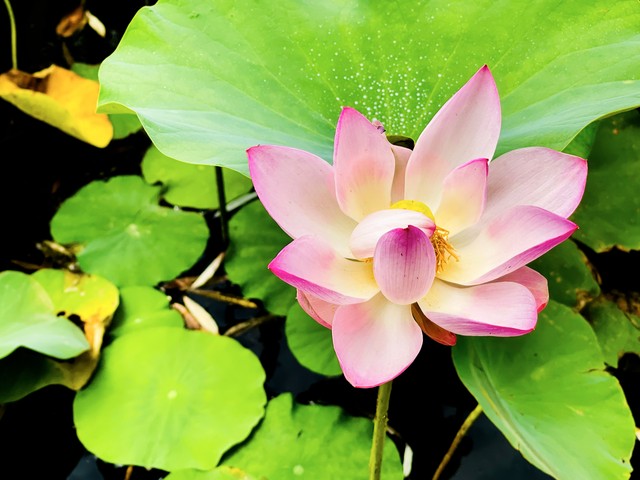 “热不热，就看五月二十四”，五月二十四入伏，今年热不热