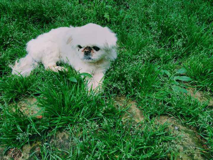 狗狗生命最后一刻为什么要躲起来,狗狗生命短暂是什么原因