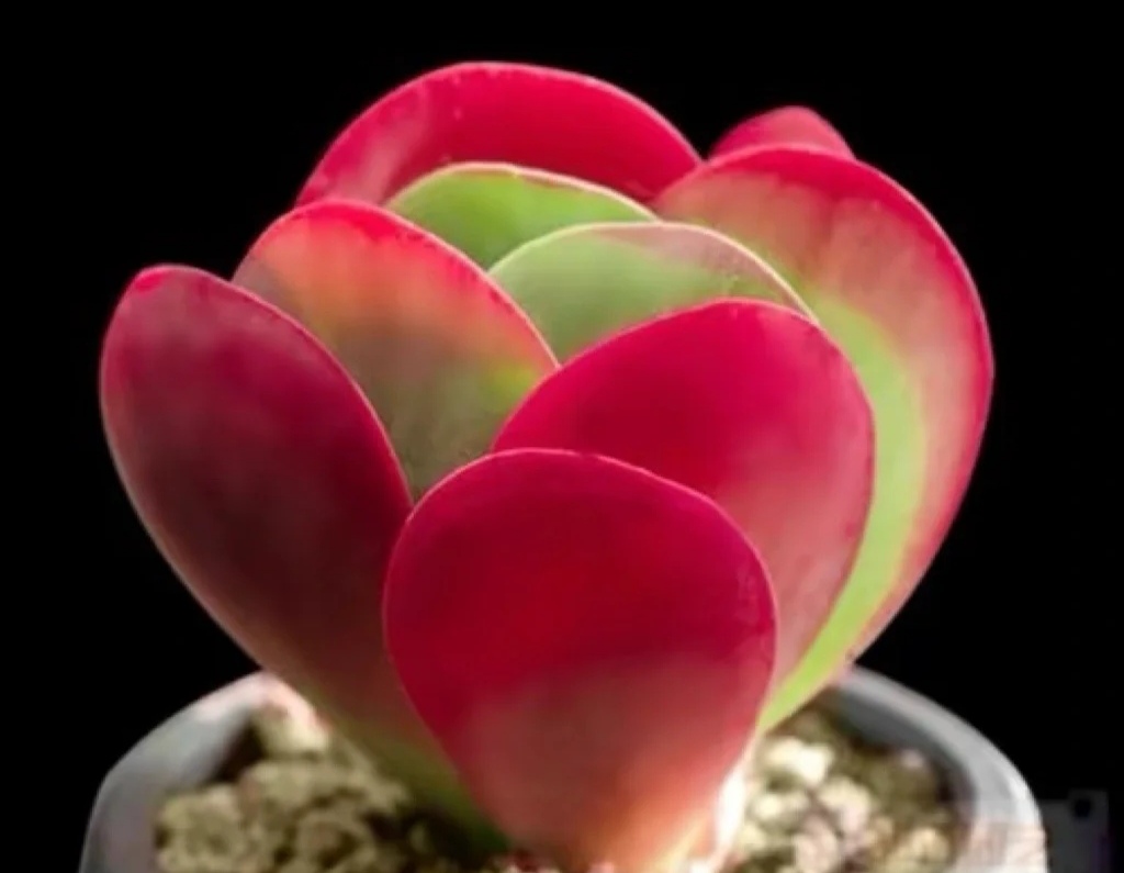 最好看又最好养的多肉 (有哪些多肉既有颜值又比较好养)