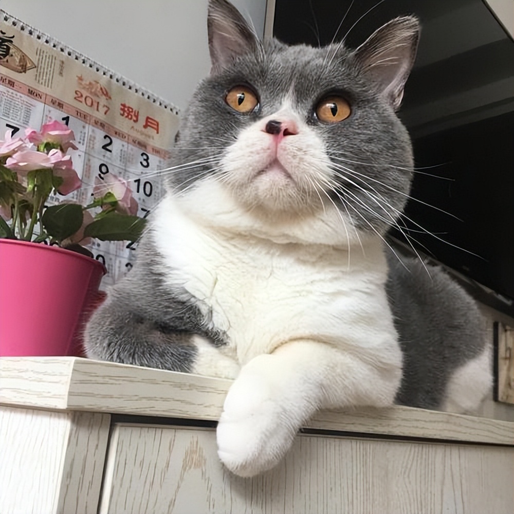 买英短猫,英短和家猫串出来的猫