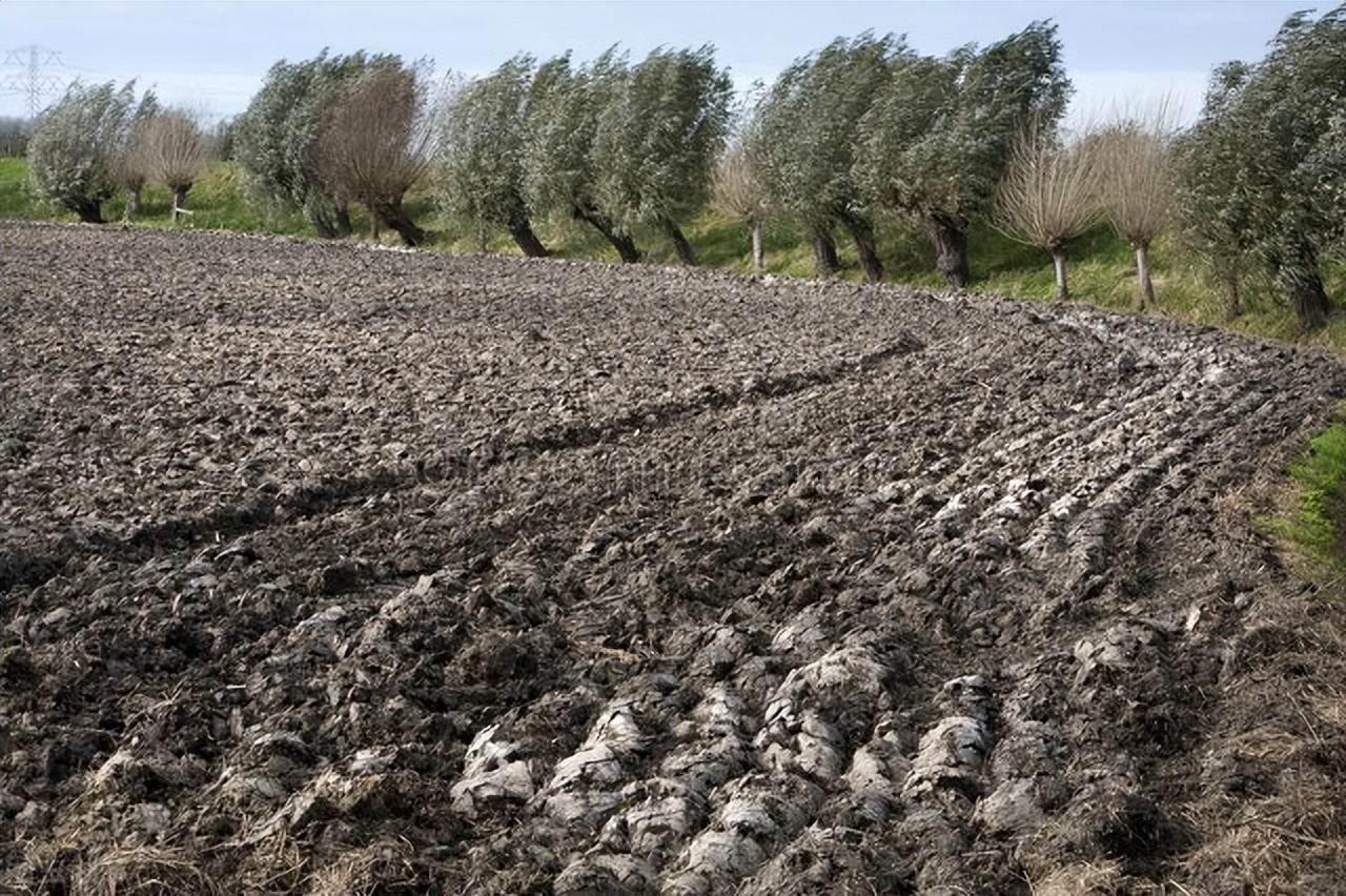 生姜种植的时间和种植技巧方法,生姜种植方法及管理技术