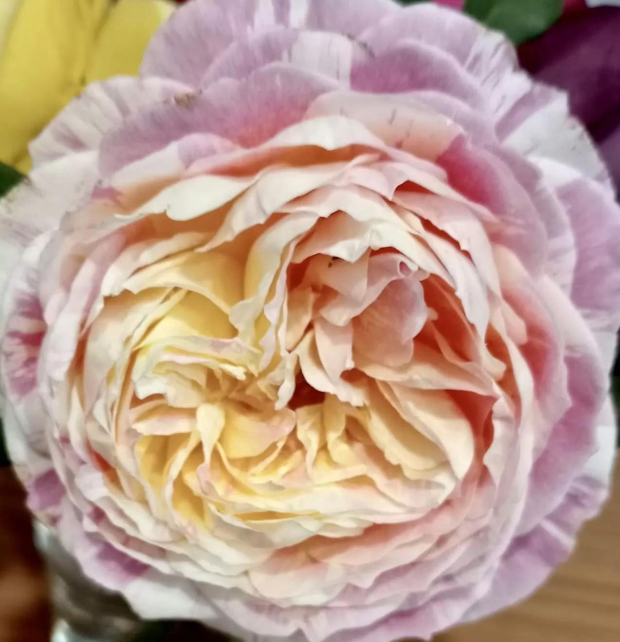 夏花开得最标准的月季花品种,月季色彩艳丽千姿百态