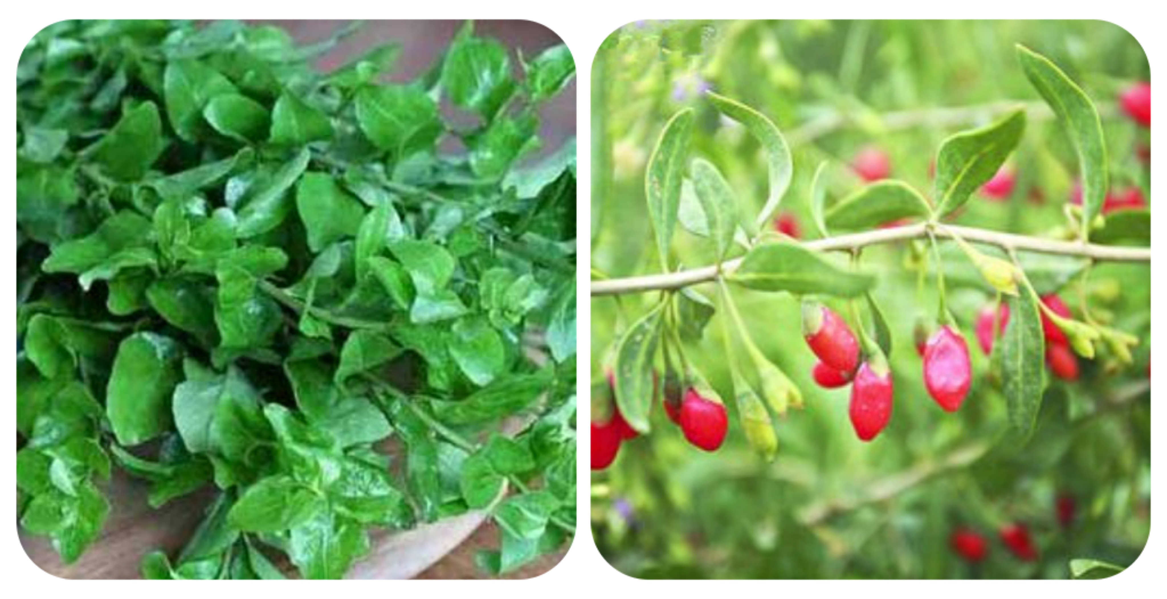 100种野菜大全图解,认识100种野菜视频大全完整版