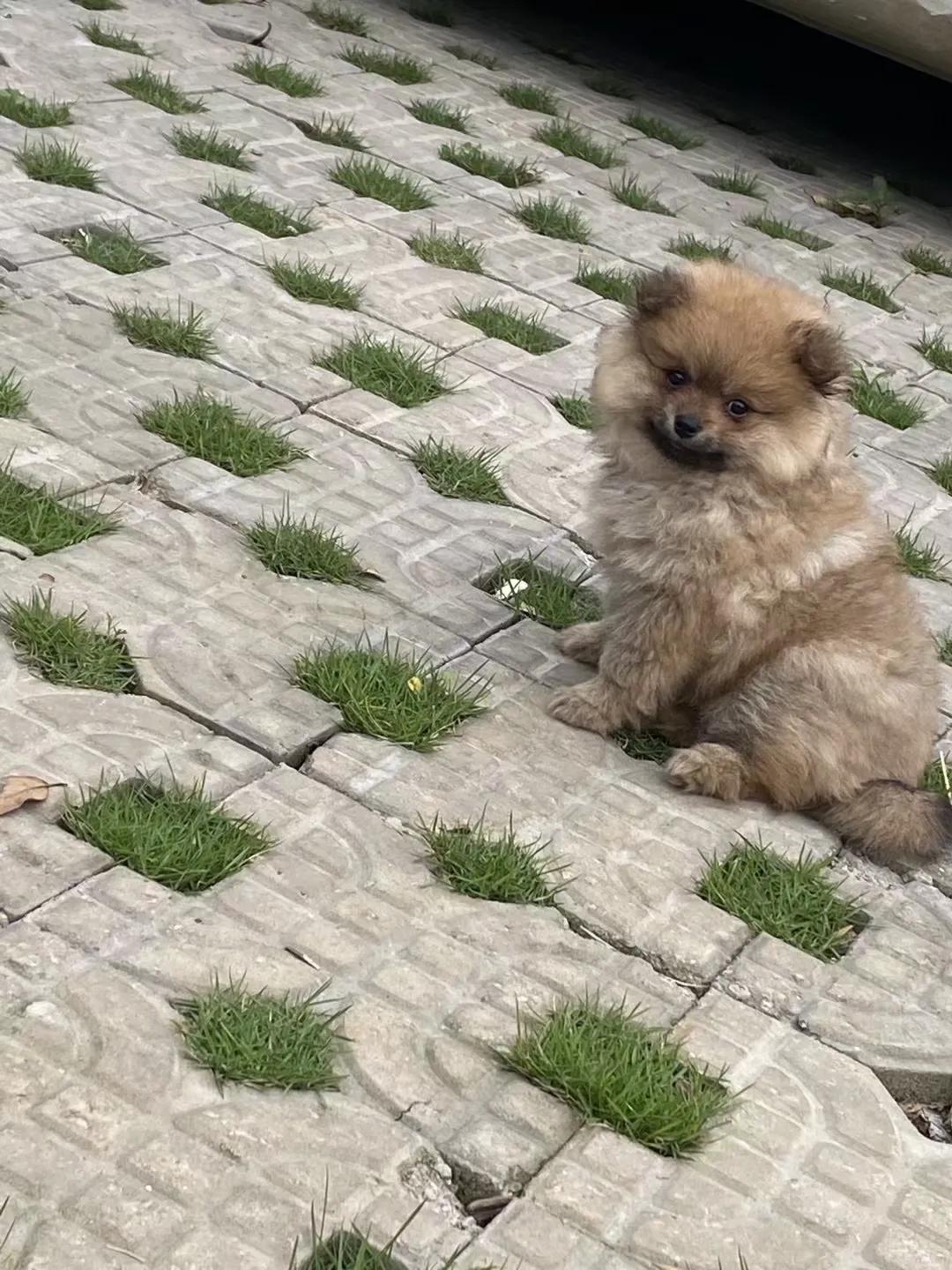 养狗小知识马犬,养狗小知识狗狗每天要喝多少水