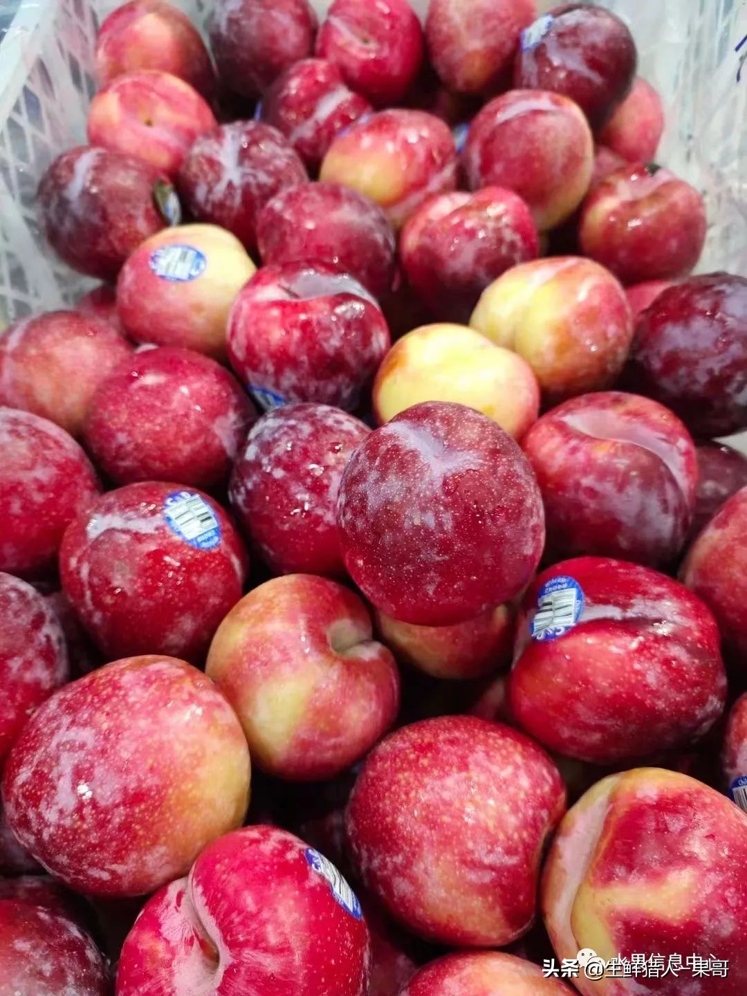 珠宝李与太阳李的区别,樱桃李和珠宝李的区别