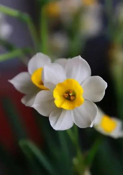 古诗词中的水仙花：飘零尘俗客再见水仙花