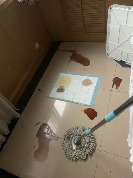 一晚上连炫16颗生鸡蛋，偷吃柯基秒变粑粑喷射“基”