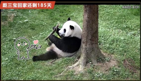 6.3日小奇迹崽崽:快给本崽崽多多上供能吃的竹子和竹笋