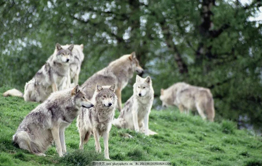 羊怎么改变命运,羊的性格命运