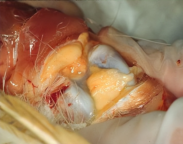 鸡有哪些疾病,鸡有炎症什么表现