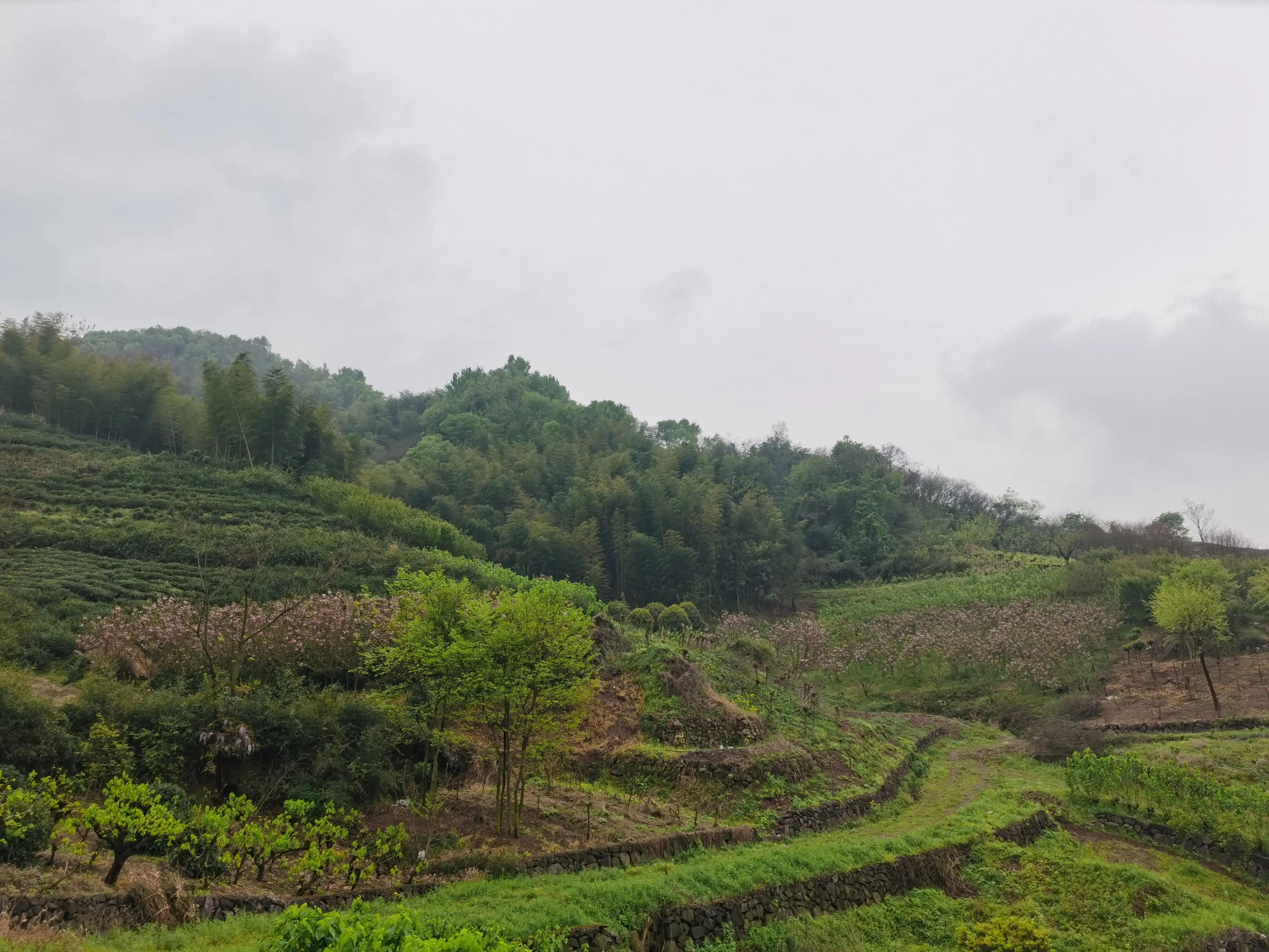 绍兴特产笋丝梅干菜的做法,绍兴特产笋丝梅干菜自产自销