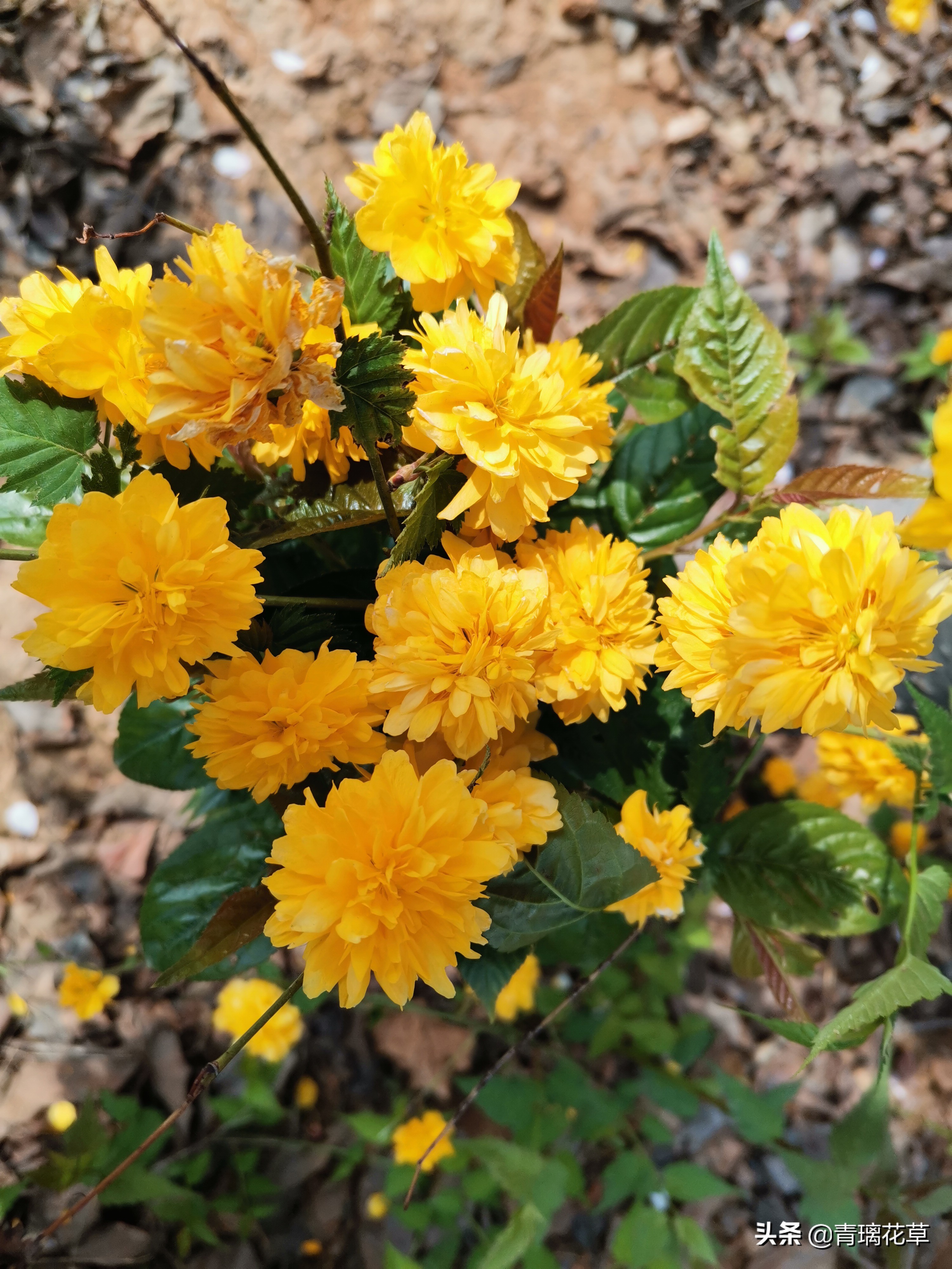 如果有了自己的院子你会种什么,如果有个院子会种什么果树