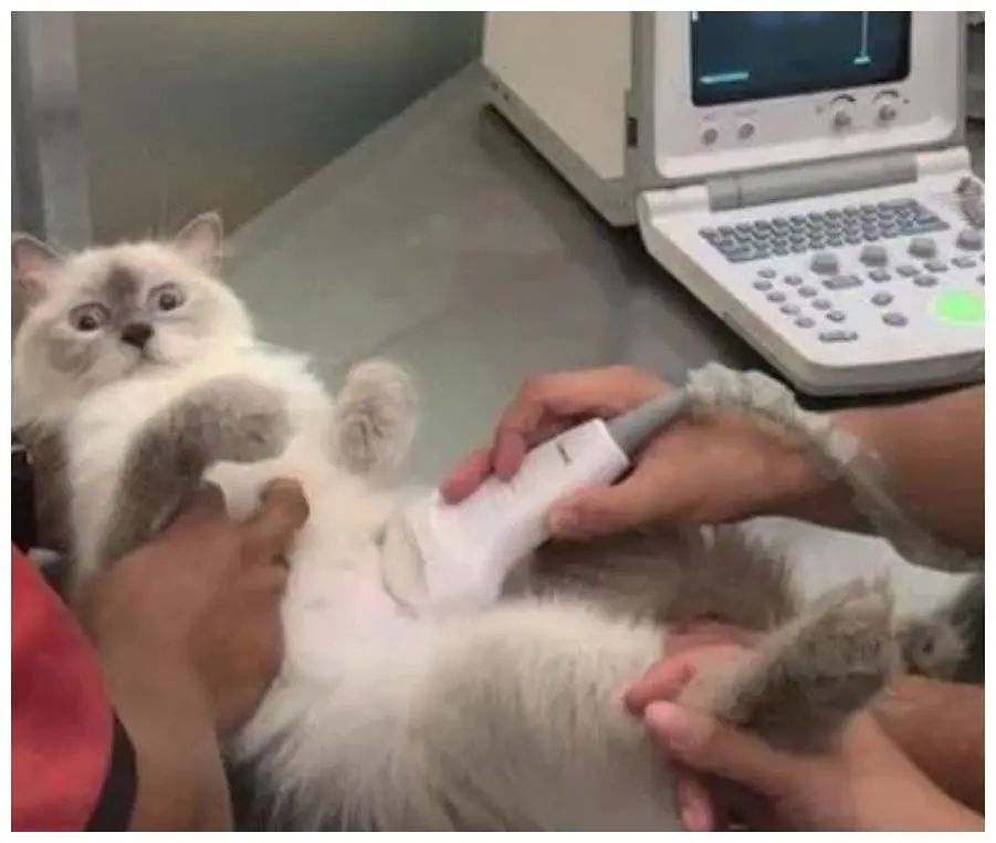 小虫子引起感染,男性生殖器痒有虫是怎么传染的